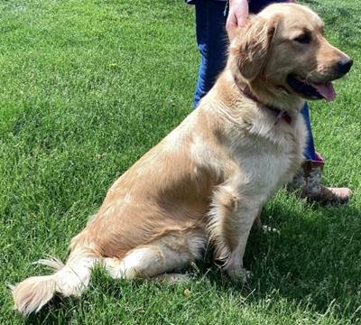 A dog sitting on grass

Description automatically generated with medium confidence