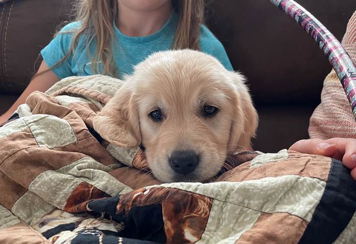 A dog lying on a blanket

Description automatically generated