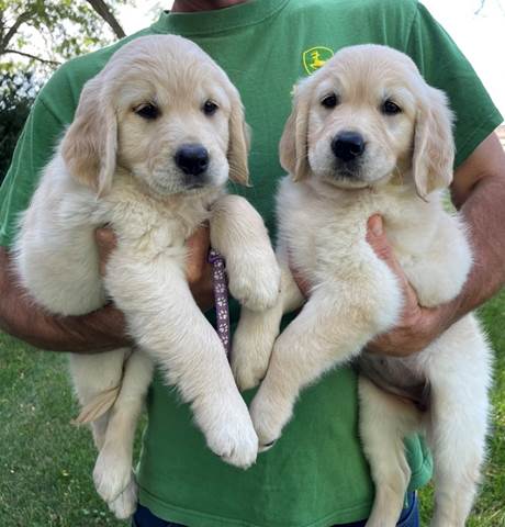 A person holding two puppies

Description automatically generated