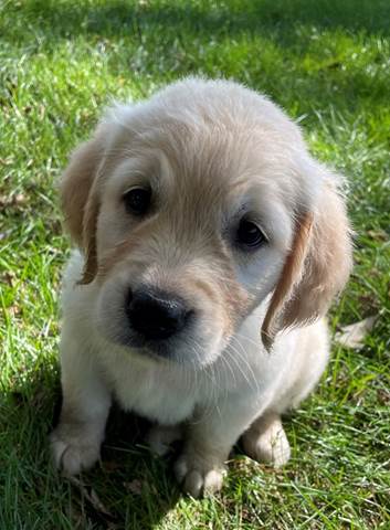 A puppy sitting in the grass

Description automatically generated