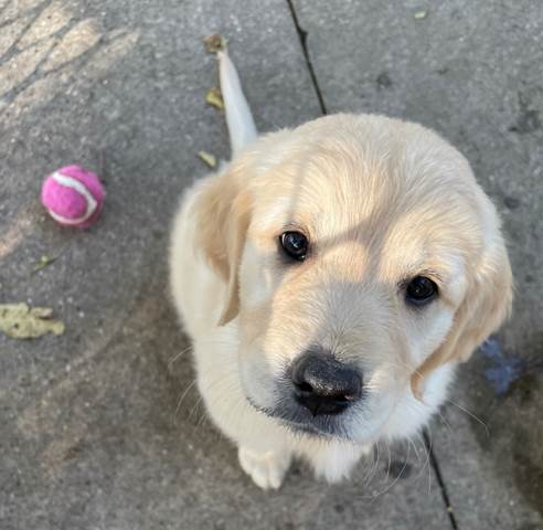 A dog looking up at the camera

Description automatically generated