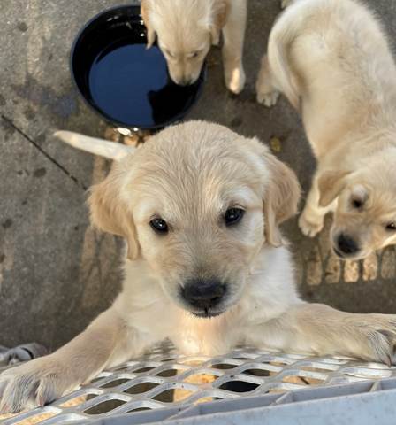 A group of puppies standing on a fence

Description automatically generated