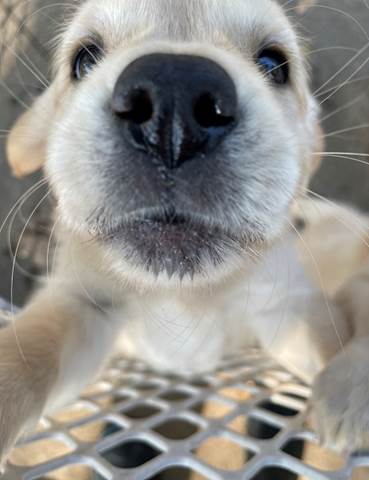 A close up of a dog's face

Description automatically generated