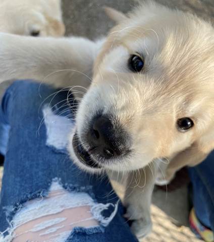 A dog looking up at the camera

Description automatically generated