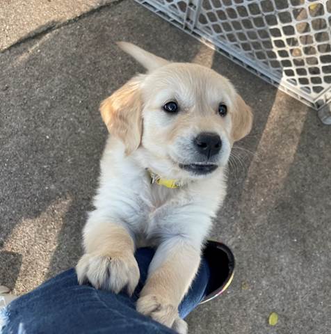 A dog standing on a person's leg

Description automatically generated