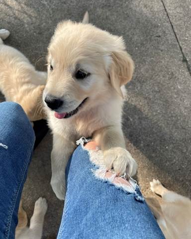 A puppy on a person's leg

Description automatically generated