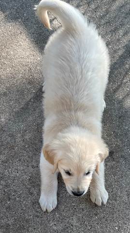 A dog standing on the ground

Description automatically generated