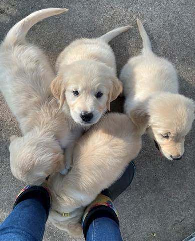 A group of puppies on a person's feet

Description automatically generated