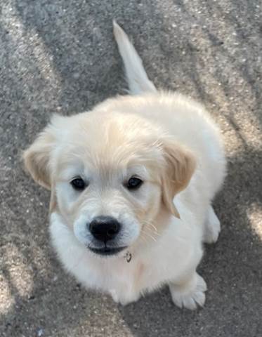 A dog looking up at the camera

Description automatically generated