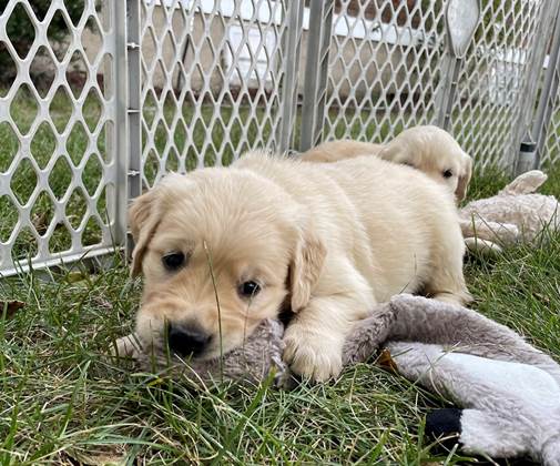 A puppy lying on grass in a kennel

Description automatically generated