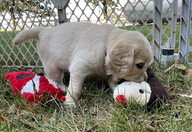 A puppy playing with a stuffed animal

Description automatically generated