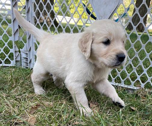 A puppy walking in the grass

Description automatically generated