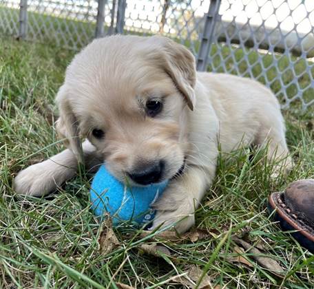 A puppy lying on the grass with a ball

Description automatically generated