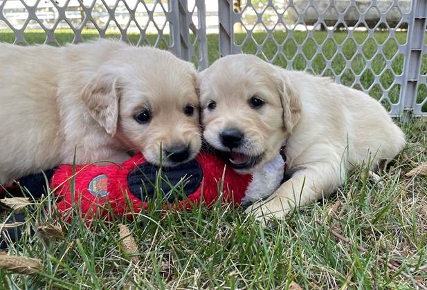 Two puppies lying on grass

Description automatically generated