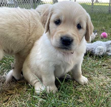 A puppy standing next to another puppy

Description automatically generated