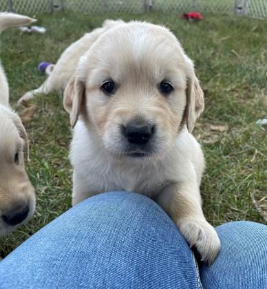 A puppy sitting on a person's lap

Description automatically generated