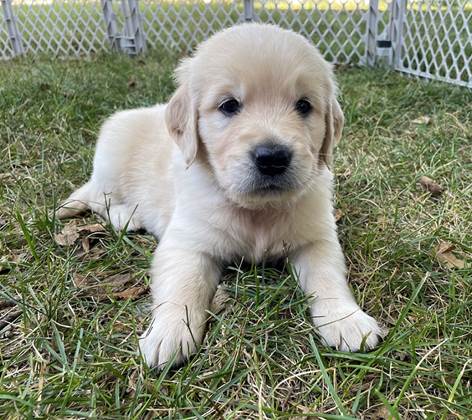 A puppy lying in the grass

Description automatically generated