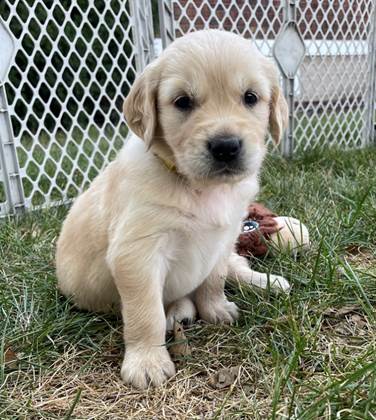 A puppy sitting in the grass

Description automatically generated