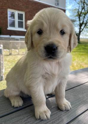 A puppy sitting on a wood surface

Description automatically generated