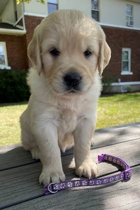 A puppy sitting on a table

Description automatically generated