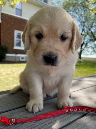 A puppy sitting on a wooden surface

Description automatically generated