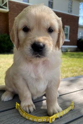 A puppy sitting on a table

Description automatically generated