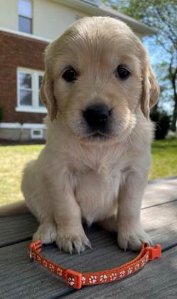 A puppy sitting on a wood surface

Description automatically generated