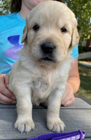 A dog sitting on a table

Description automatically generated