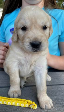 A puppy sitting on a table

Description automatically generated