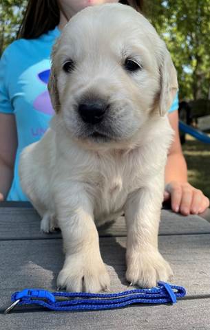 A puppy sitting on a table

Description automatically generated