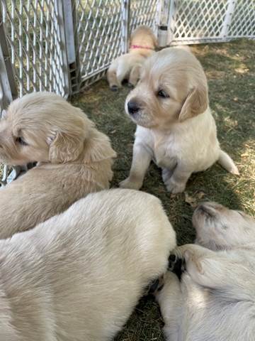 A group of puppies in a pen

Description automatically generated