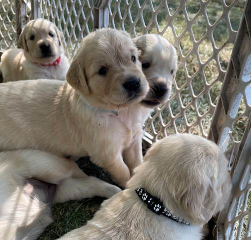 A group of puppies in a cage

Description automatically generated