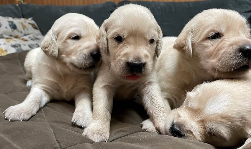 A group of puppies lying on a couch

Description automatically generated