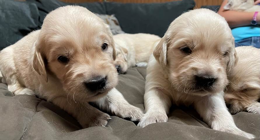 Two puppies lying on a couch

Description automatically generated