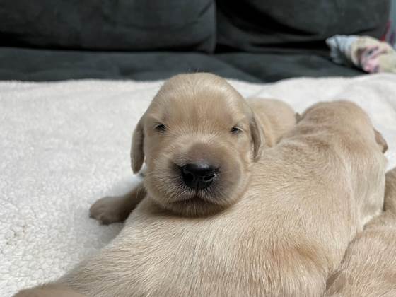 A puppy lying on a blanket

Description automatically generated