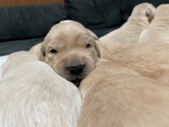 A group of puppies lying on a couch

Description automatically generated