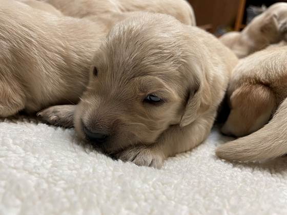 A group of puppies lying on a white carpet

Description automatically generated