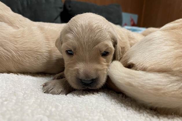 A puppy lying on a carpet

Description automatically generated