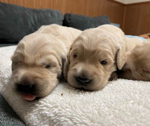 Two puppies lying on a blanket

Description automatically generated