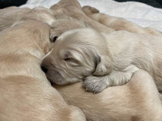 A group of puppies sleeping together

Description automatically generated