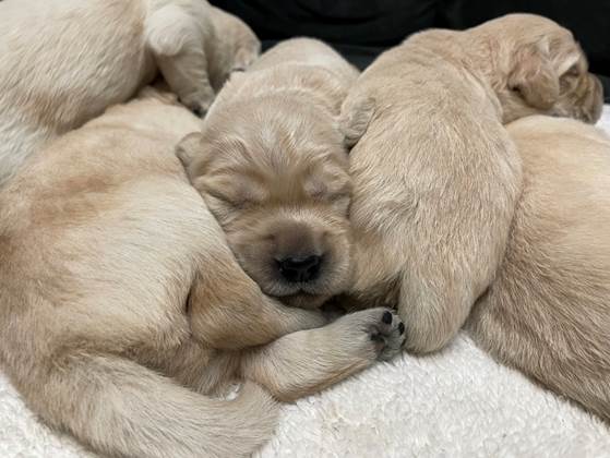 A group of puppies sleeping together

Description automatically generated