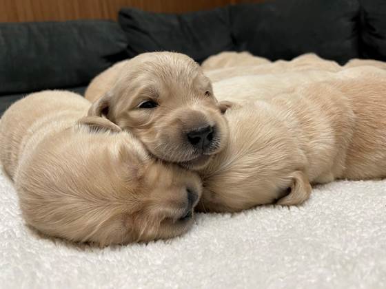 A group of puppies lying on a blanket

Description automatically generated