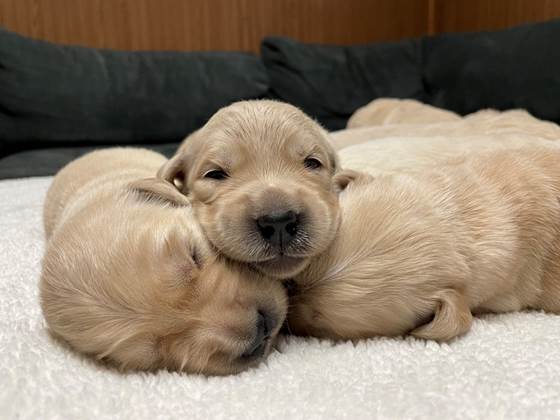 A group of puppies lying on a carpet

Description automatically generated