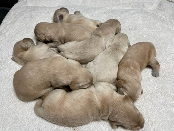 A group of puppies sleeping on a white blanket

Description automatically generated