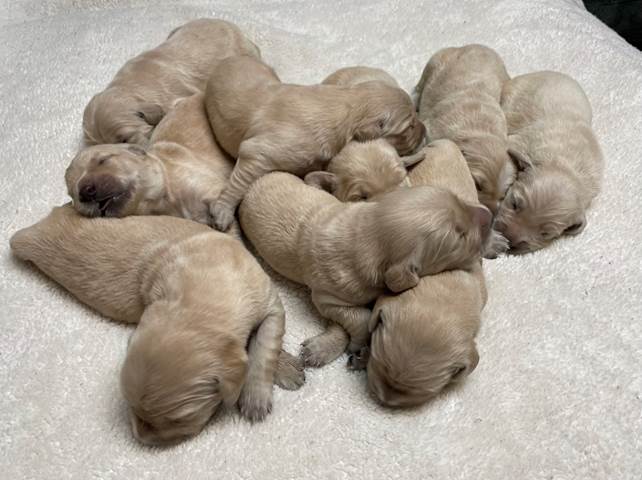 A group of puppies sleeping on a carpet

Description automatically generated