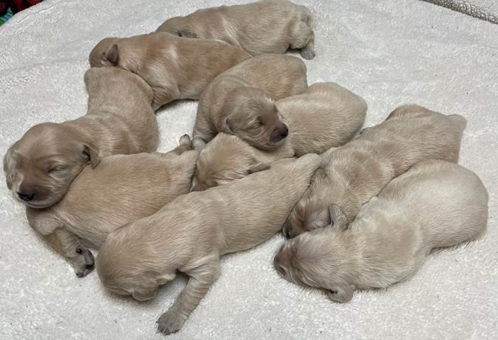 A group of puppies sleeping on a white carpet

Description automatically generated