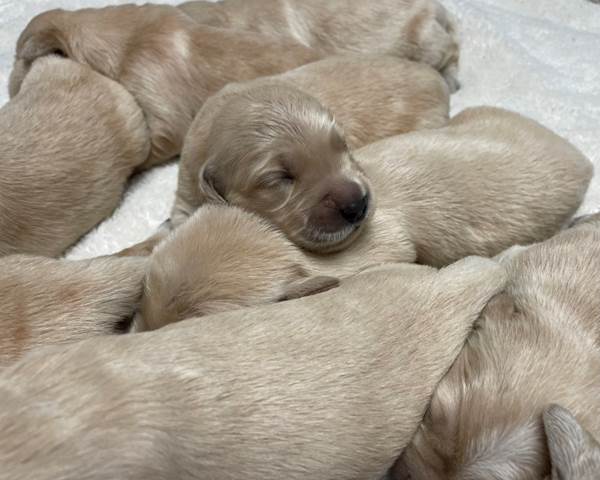 A group of puppies sleeping together

Description automatically generated