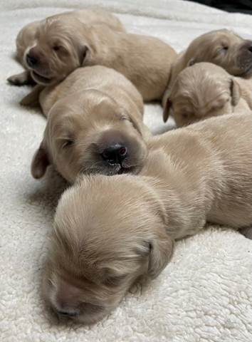 A group of puppies lying on a carpet

Description automatically generated