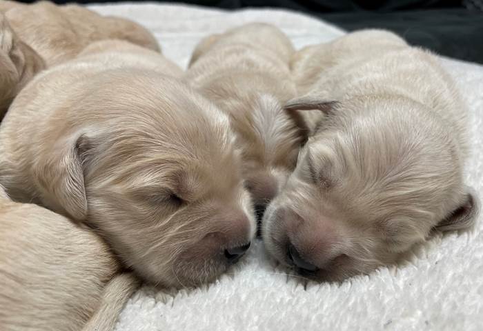 A group of puppies sleeping on a blanket

Description automatically generated