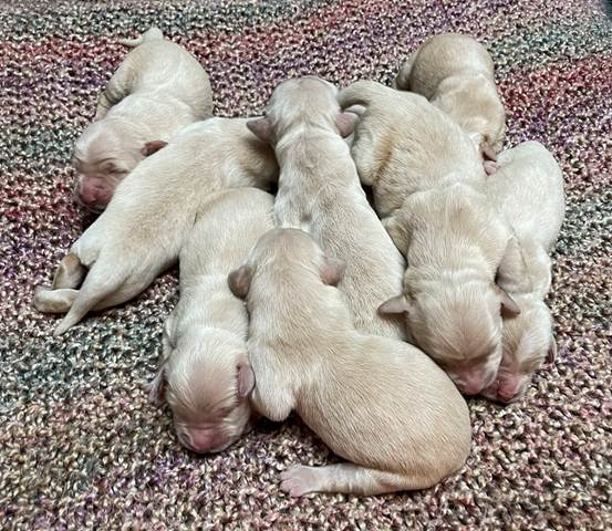 A group of puppies sleeping on a rug

Description automatically generated